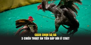 Cách Chọn Gà Đá - 3 Chiến Thuật Ăn Tiền Gấp Đôi Ở 12bet