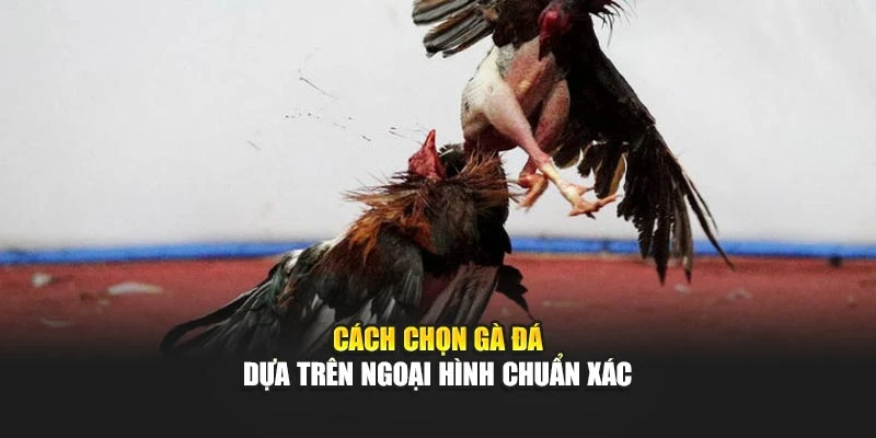 Cách chọn gà đá dựa trên ngoại hình chuẩn xác