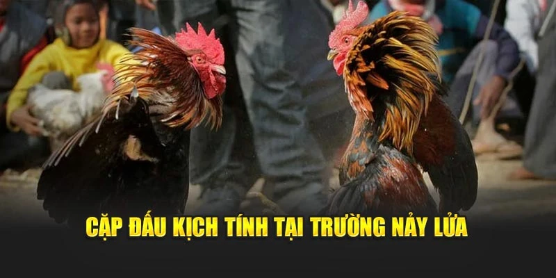 Cặp đấu kịch tính tại trường nảy lửa