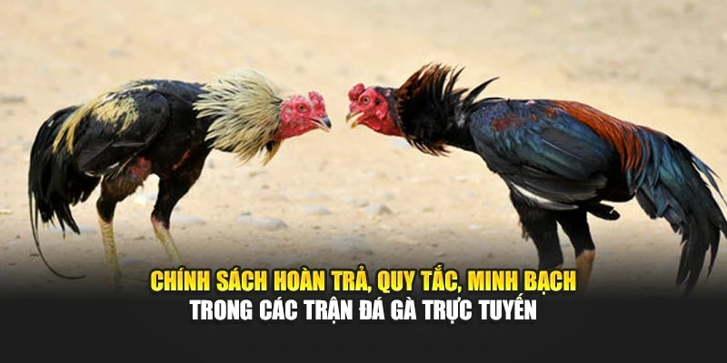 Chính sách hoàn trả, quy tắc, minh bạch trong các trận đá gà trực tuyến