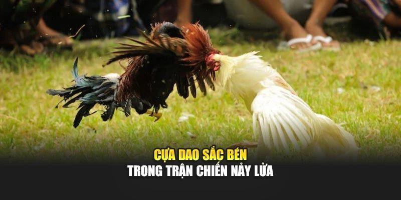 Cựa dao sắc bén trong trận chiến nảy lửa