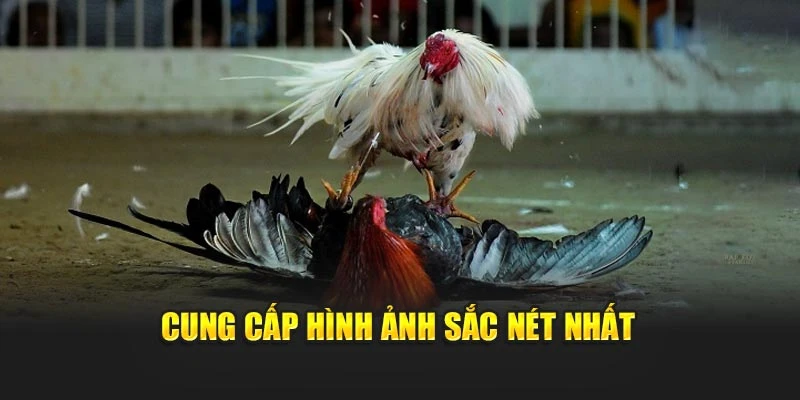 Cung cấp hình ảnh sắc nét nhất