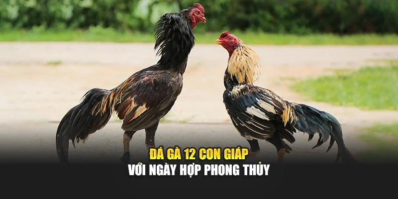 Đá gà 12 con giáp với ngày hợp phong thủy