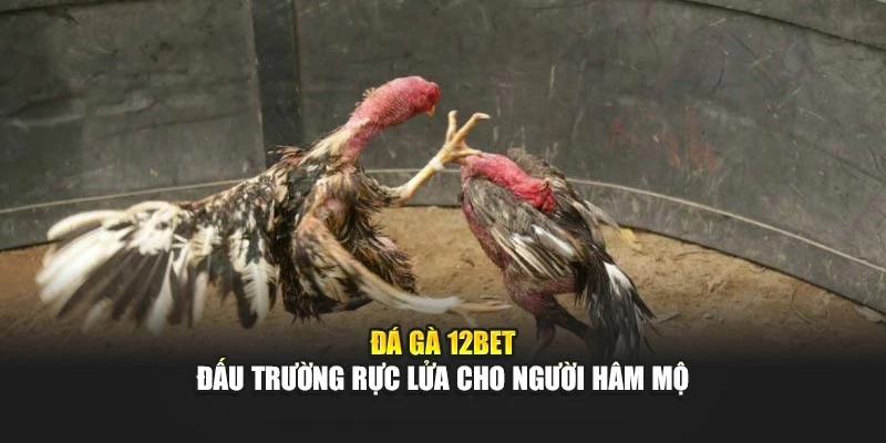 Đá Gà 12BET – Đấu Trường Rực Lửa Cho Người Hâm Mộ