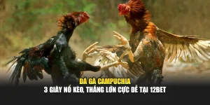 Đá Gà Campuchia - 3 Giây Nổ Kèo, Thắng Lớn Cực Dễ Tại 12bet
