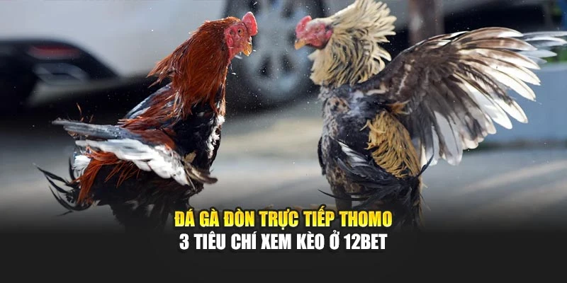 Đá Gà Đòn Trực Tiếp Thomo - 3 Tiêu Chí Xem Kèo Ở 12Bet