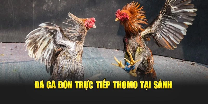 Đá gà đòn trực tiếp Thomo tại sảnh