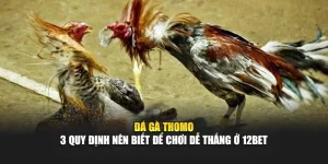 Đá Gà Thomo - 3 Quy Định Nên Biết Để Chơi Dễ Thắng Ở 12bet