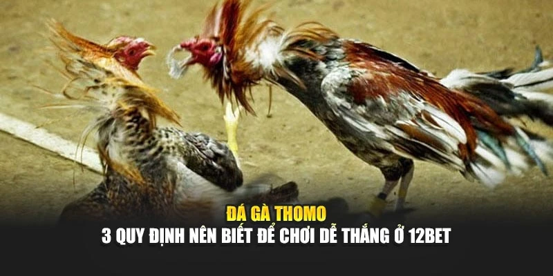 Đá Gà Thomo - 3 Quy Định Nên Biết Để Chơi Dễ Thắng Ở 12bet