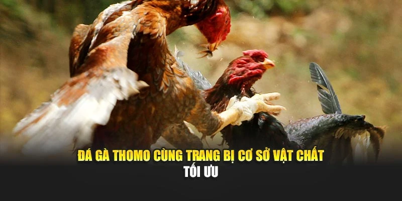 Đá gà Thomo cùng trang bị cơ sở vật chất tối ưu