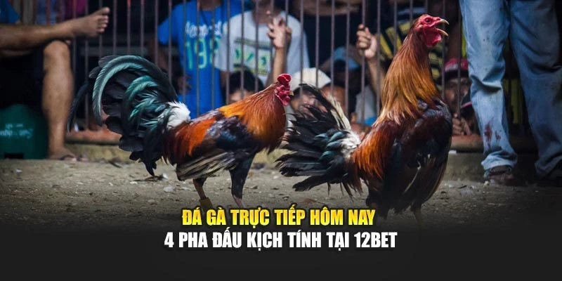 Đá Gà Trực Tiếp Hôm Nay - 4 Pha Đấu Kịch Tính Tại 12bet