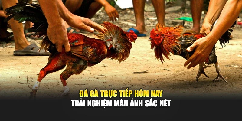 Đá gà trực tiếp hôm nay trải nghiệm màn ảnh sắc nét