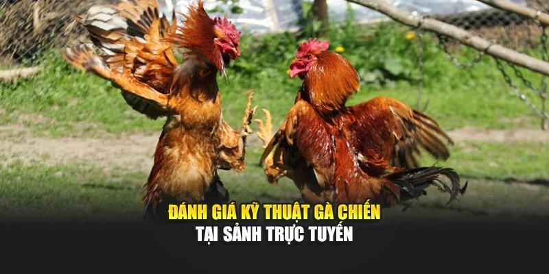 Đánh giá kỹ thuật gà chiến tại sảnh trực tuyến