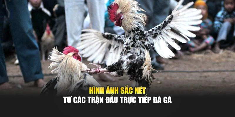 Hình ảnh sắc nét từ các trận đấu trực tiếp đá gà