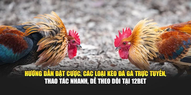Hướng dẫn đặt cược, các loại kèo đá gà trực tuyến, thao tác nhanh, dễ theo dõi tại 12BET