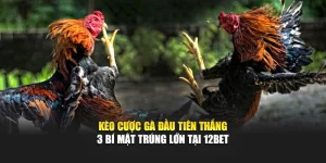 Kèo Cược Gà Đầu Tiên Thắng - 3 Bí Mật Trúng Lớn Tại 12bet