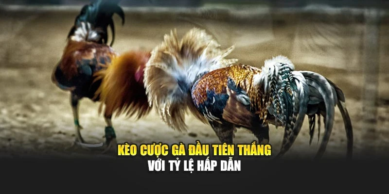 Kèo cược gà đầu tiên thắng với tỷ lệ hấp dẫn