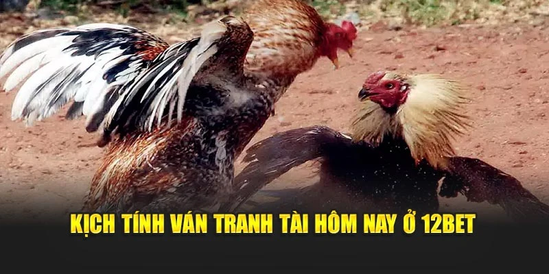 Kịch tính ván tranh tài hôm nay ở 12bet