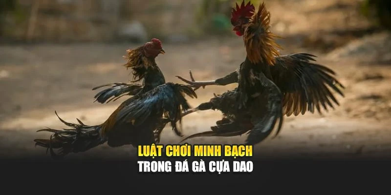 Luật chơi minh bạch trong đá gà cựa dao