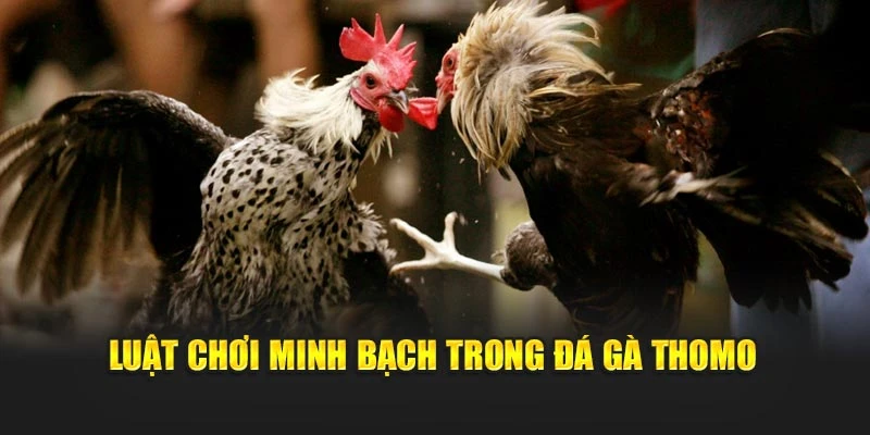 Luật chơi minh bạch trong đá gà Thomo