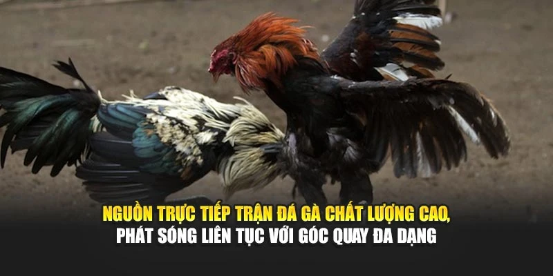 Nguồn trực tiếp trận đá gà chất lượng cao, phát sóng liên tục với góc quay đa dạng