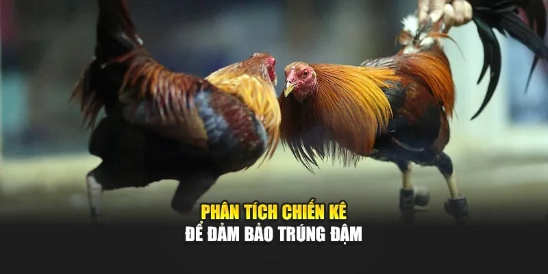 Phân tích chiến kê để đảm bảo trúng đậm