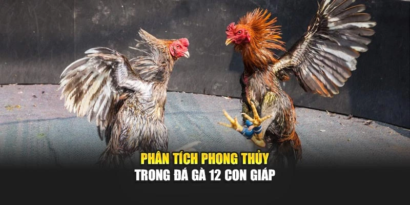 Phân tích phong thủy trong đá gà 12 con giáp