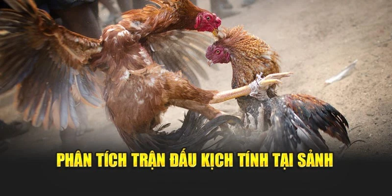 Phân tích trận đấu kịch tính tại sảnh