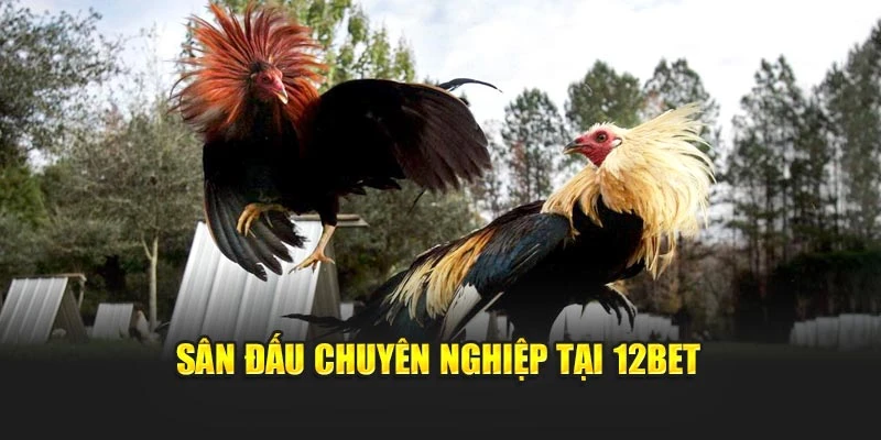 Sân đấu chuyên nghiệp tại 12bet