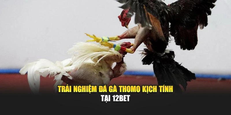 Trải nghiệm đá gà Thomo kịch tính tại 12bet
