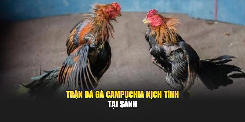 Trận đá gà Campuchia kịch tính tại sảnh