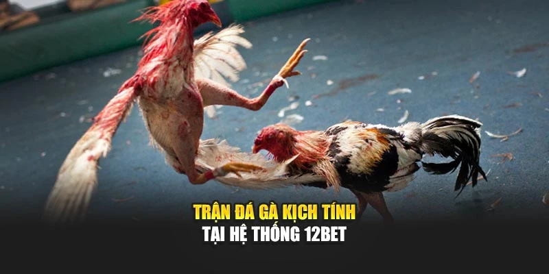 Trận đá gà kịch tính tại hệ thống 12bet