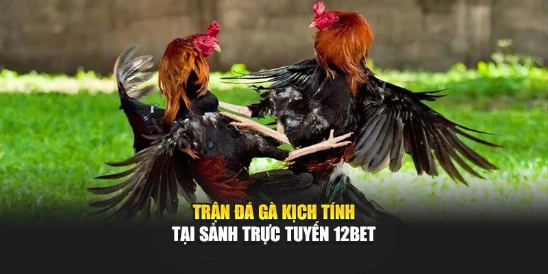 Trận đá gà kịch tính tại sảnh trực tuyến 12bet