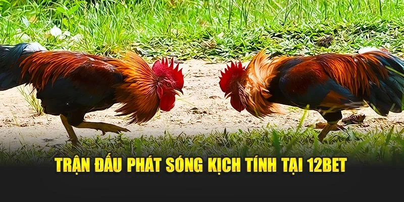 Trận đấu phát sóng kịch tính tại 12bet