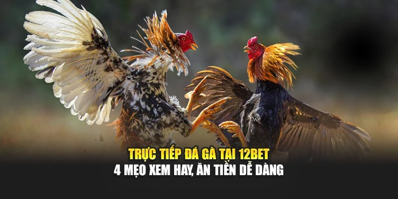 Trực Tiếp Đá Gà Tại 12bet - 4 Mẹo Xem Hay, Ăn Tiền Dễ Dàng